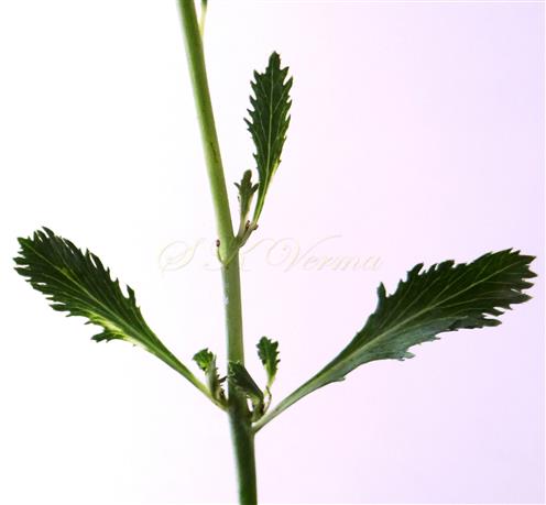  Cauline leaves